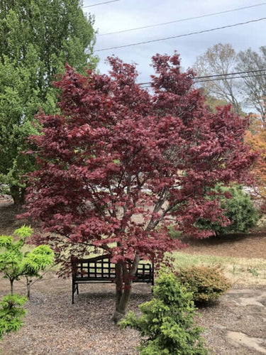Acer palmatum 'Fireglow' - mapleridgenursery